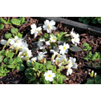 PRIMULA juliae 'Alba'