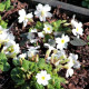 PRIMULA juliae 'Alba'