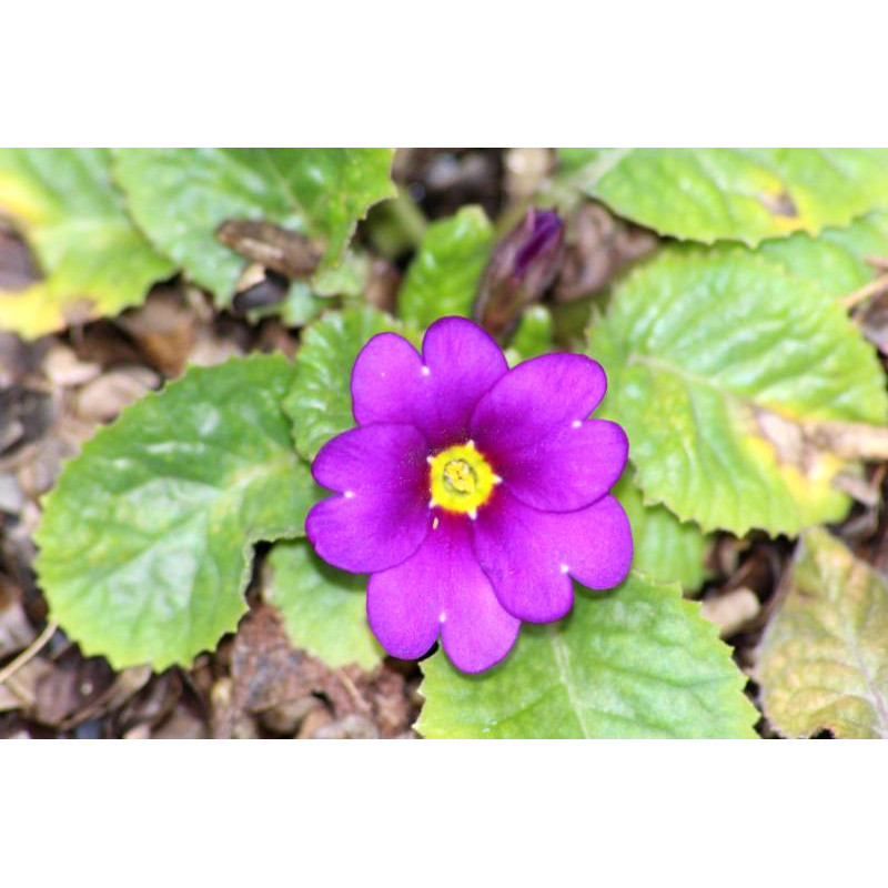PRIMULA juliae 'Wanda' PRIMULA juliae 'Wanda'