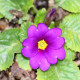 PRIMULA juliae 'Wanda'