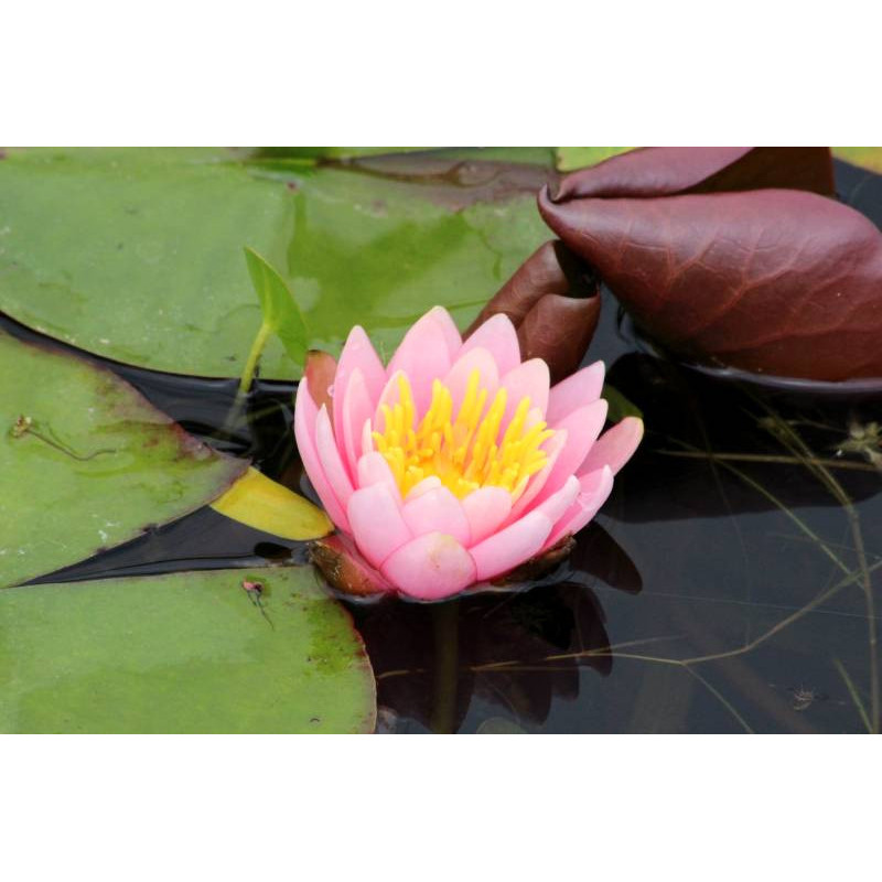 NYMPHAEA 'Rose Arey' NYMPHAEA 'Rose Arey'