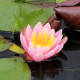 NYMPHAEA 'Rose Arey'