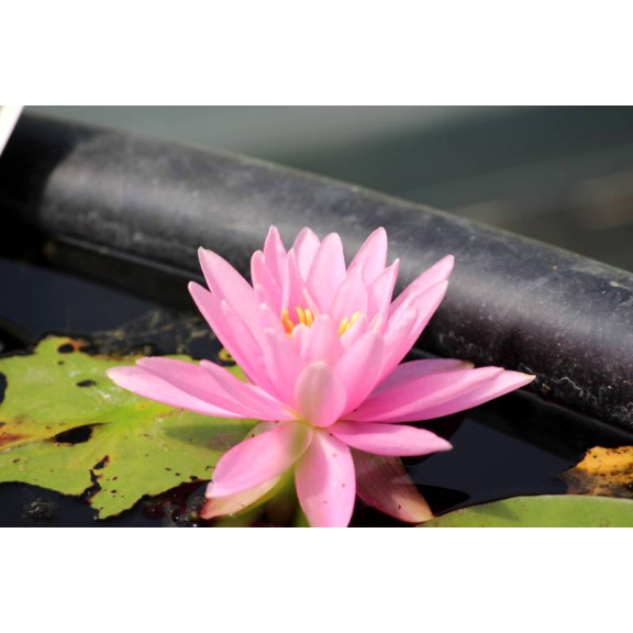 NYMPHAEA 'Rose Arey'