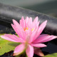 NYMPHAEA 'Rose Arey'