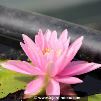 NYMPHAEA &#039;Rose Arey&#039;