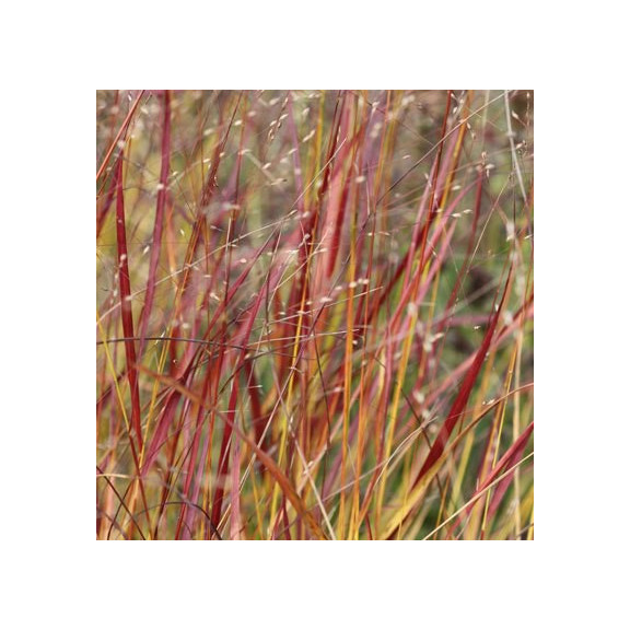 PANICUM virgatum 'Rehbraun'