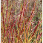 PANICUM virgatum 'Rehbraun'