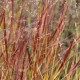 PANICUM virgatum 'Rehbraun'