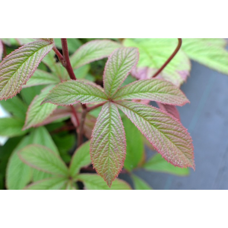 RODGERSIA pinnata 'Ideal'