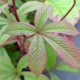 RODGERSIA pinnata 'Ideal'