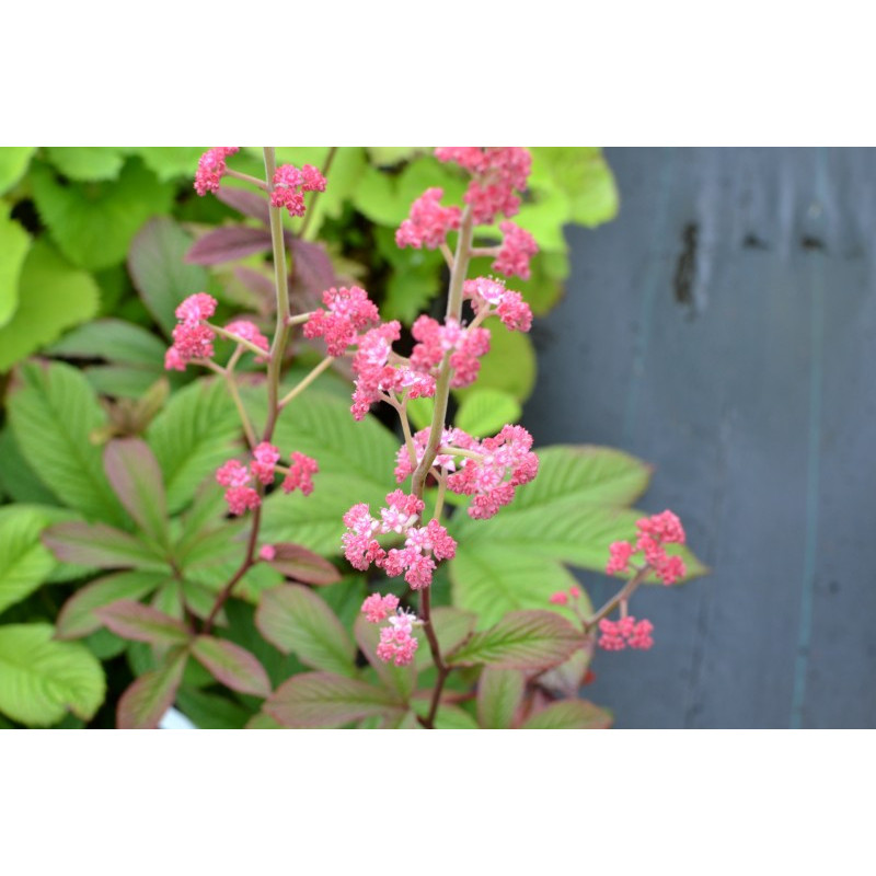 RODGERSIA pinnata 'Ideal'