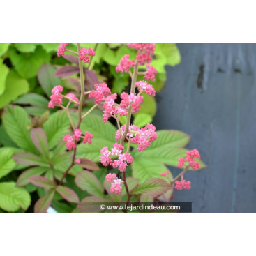 RODGERSIA pinnata \'Ideal\'