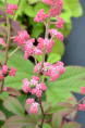 RODGERSIA pinnata 'Ideal'