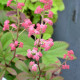 RODGERSIA pinnata 'Ideal'