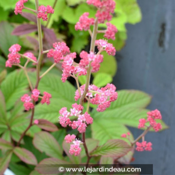 RODGERSIA pinnata &#039;Ideal&#039;