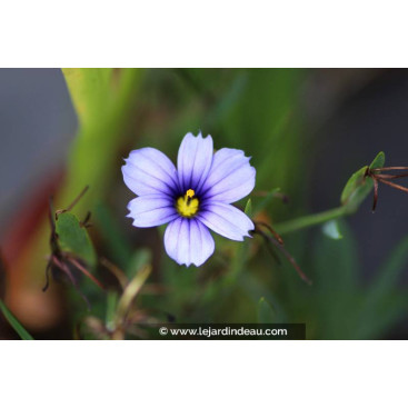 SISYRINCHIUM \'Dragon\'s Eye\'