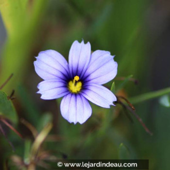 SISYRINCHIUM &#039;Dragon&#039;s Eye&#039;