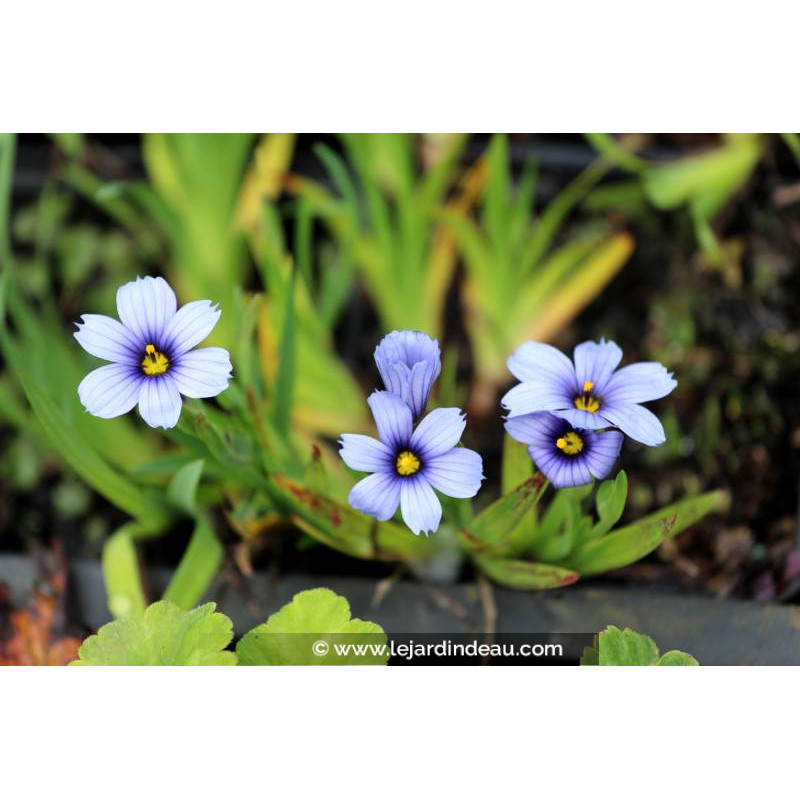 SISYRINCHIUM 'Dragon's Eye'