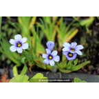 SISYRINCHIUM 'Dragon's Eye'