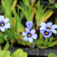 SISYRINCHIUM 'Dragon's Eye'