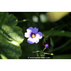 SISYRINCHIUM 'Dragon's Eye'