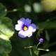 SISYRINCHIUM 'Dragon's Eye'