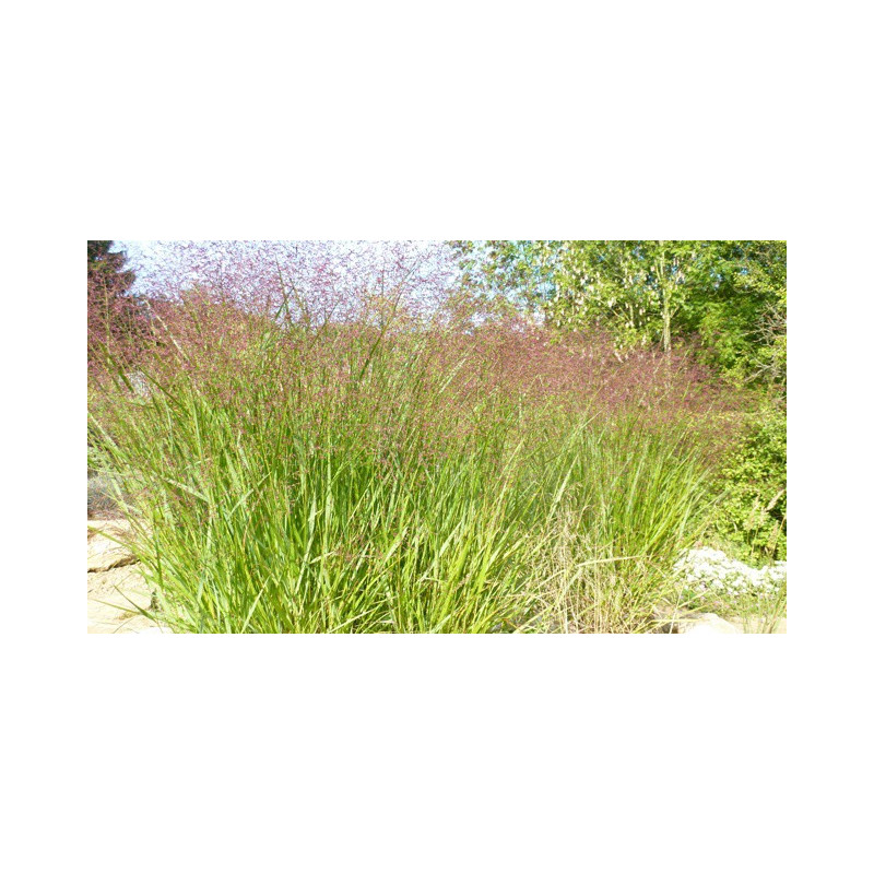 PANICUM virgatum 'Squaw'