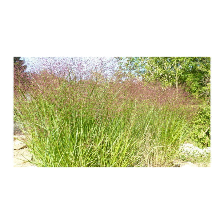 PANICUM virgatum 'Squaw'