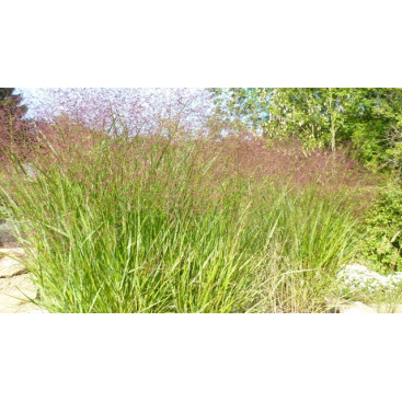 PANICUM virgatum \'Squaw\'