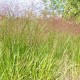 PANICUM virgatum 'Squaw'