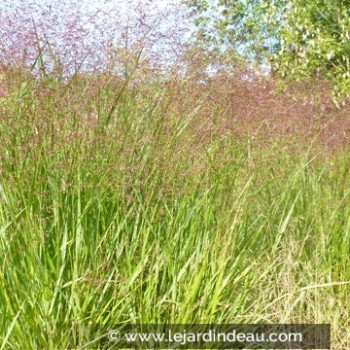 PANICUM virgatum &#039;Squaw&#039;