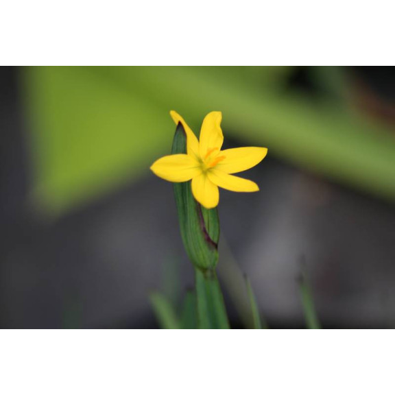 SISYRINCHIUM californicum