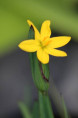 SISYRINCHIUM californicum