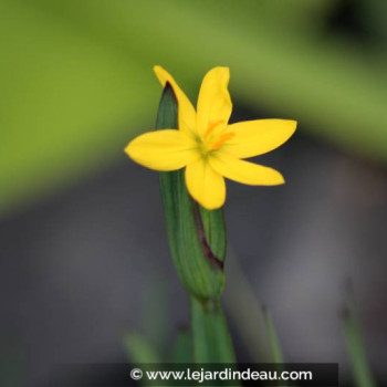 SISYRINCHIUM californicum