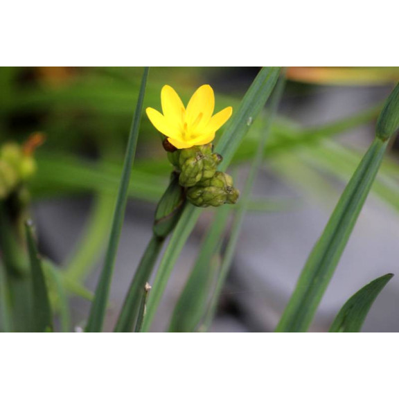 SISYRINCHIUM californicum