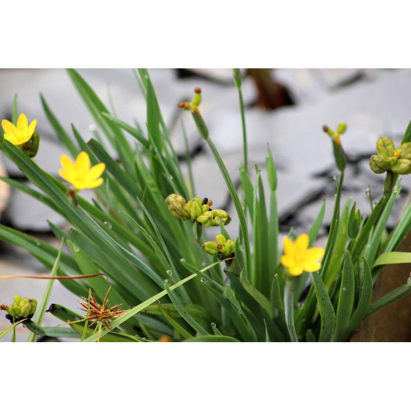 SISYRINCHIUM californicum SISYRINCHIUM californicum