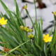 SISYRINCHIUM californicum