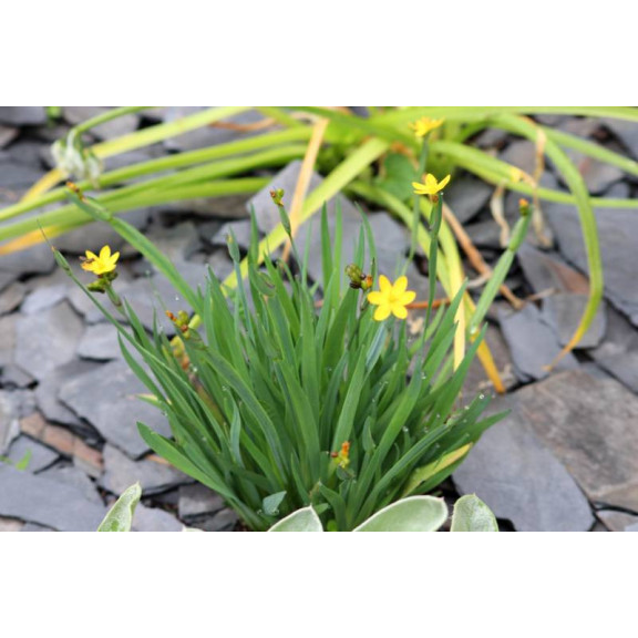 SISYRINCHIUM californicum