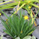 SISYRINCHIUM californicum