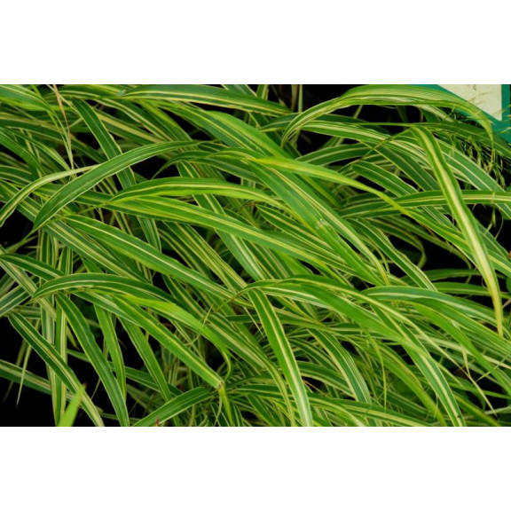 HAKONECHLOA macra 'Albostriata'