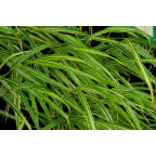 HAKONECHLOA macra 'Albostriata'