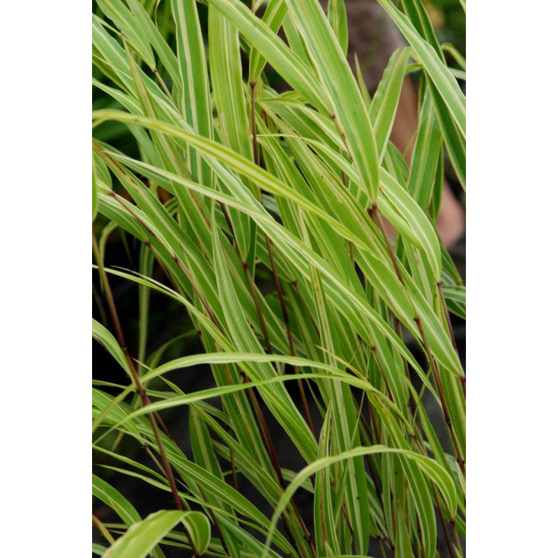 HAKONECHLOA macra 'Albostriata'