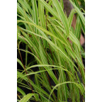 HAKONECHLOA macra 'Albostriata'