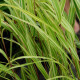 HAKONECHLOA macra 'Albostriata'