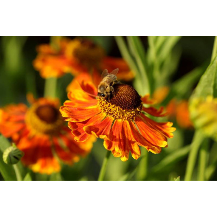 HELENIUM 'Waltraut'