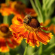 HELENIUM 'Waltraut'