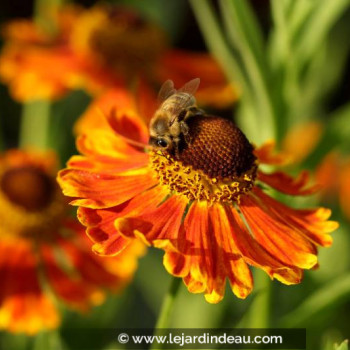 HELENIUM &#039;Waltraut&#039;