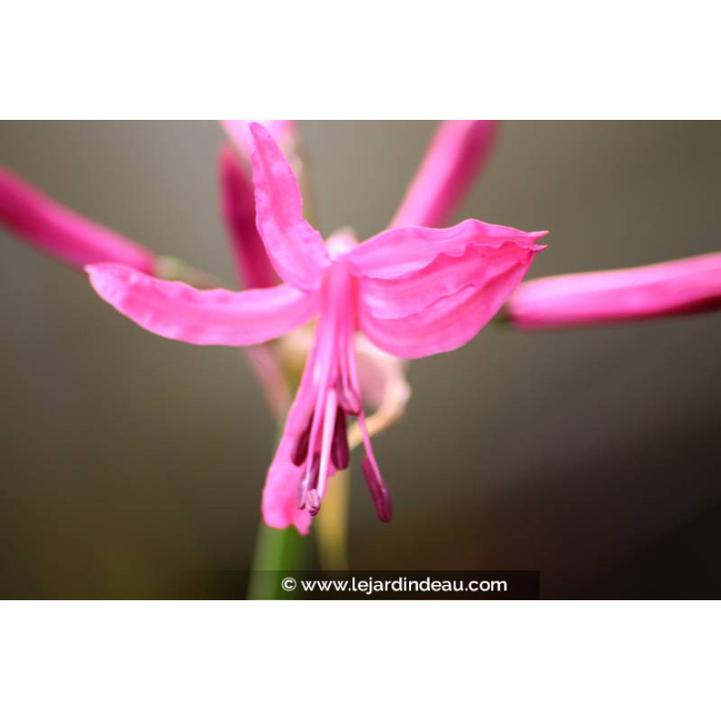 NERINE bowdenii