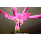 NERINE bowdenii