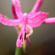 NERINE bowdenii